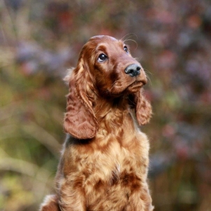 irish setter puppy