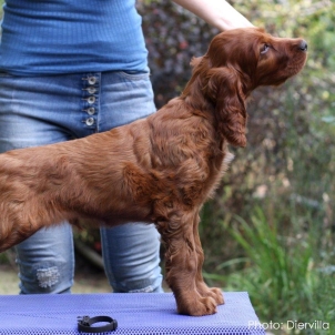 irish setter puppy