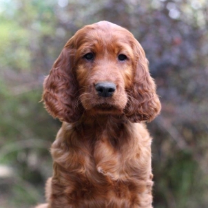 irish setter puppy