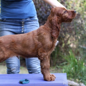 irish setter kennel