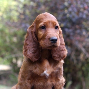 irish setter puppy