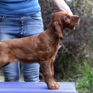 irish setter puppy