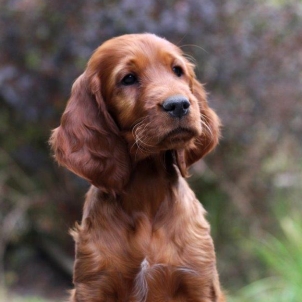 irish setter puppy