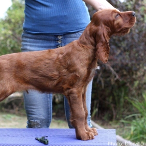 irish setter kennel