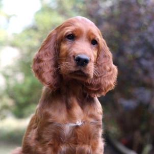 irish setter puppy