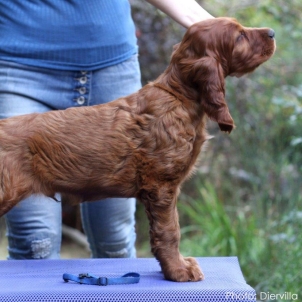 irish setter puppy