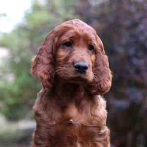 irish setter puppy