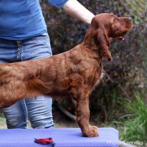 irish setter kennel