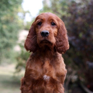 irish setter puppy