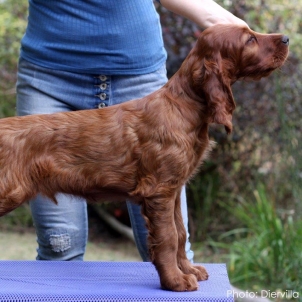 irish setter puppy