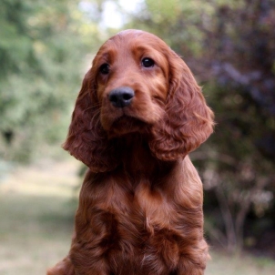 irish setter puppy