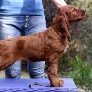 irish setter kennel