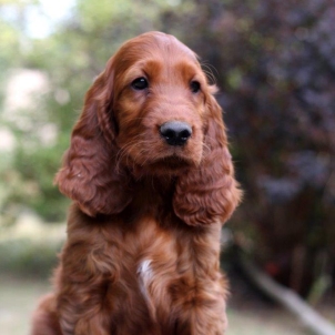 irish setter puppy